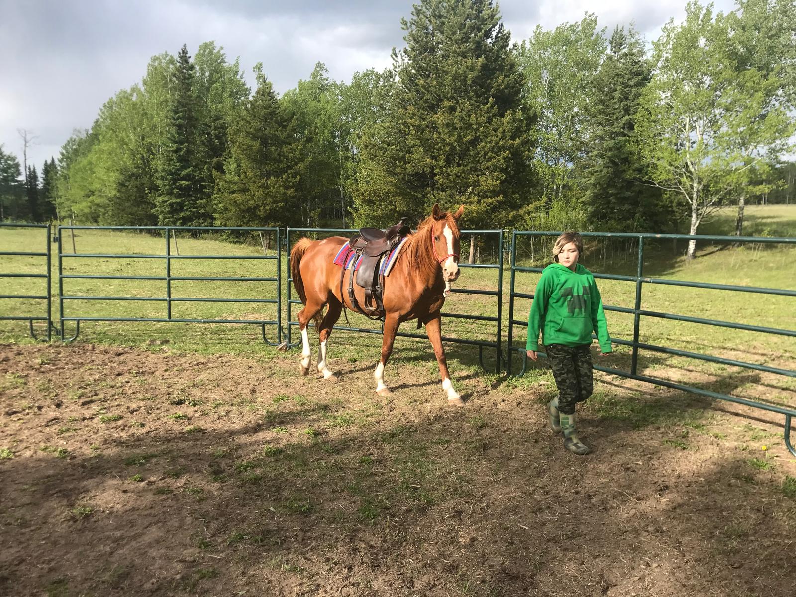 Equine-assisted therapeutic programs — 5