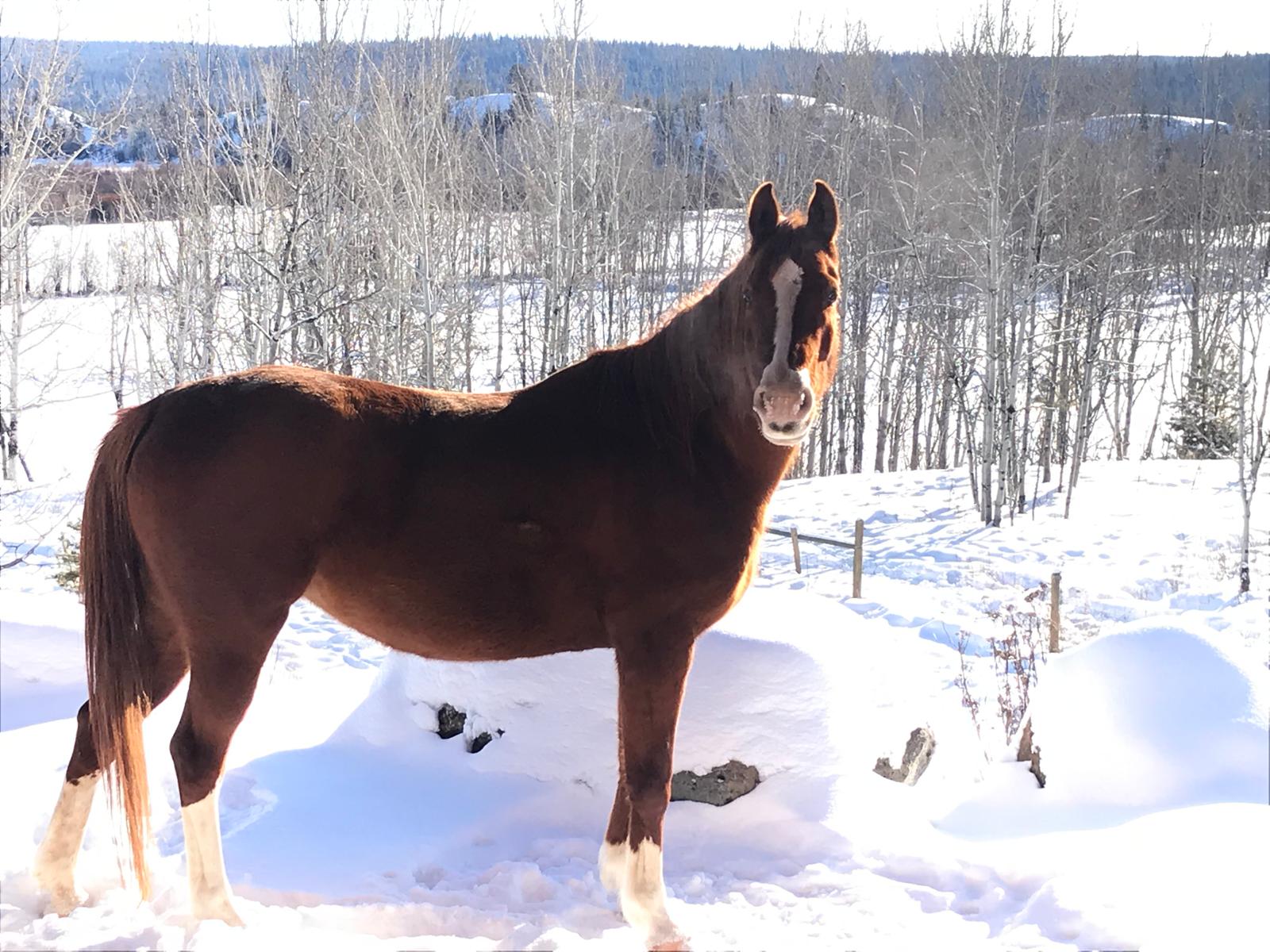 Equine-assisted therapeutic programs — 11